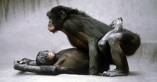 Bonobos 2